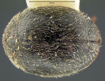 Media type: image;   Entomology 6744 Aspect: habitus dorsal view